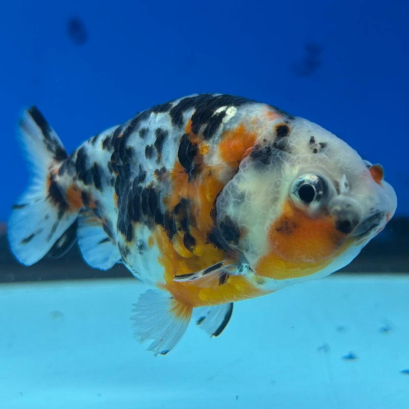 Thai Ranchu Calico 3” Body Male(CK-1386)R1A09