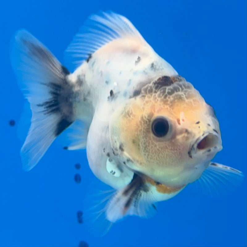 Thai Oranda SHOGUN 2.5” Body Male(CK-1157)R3A10