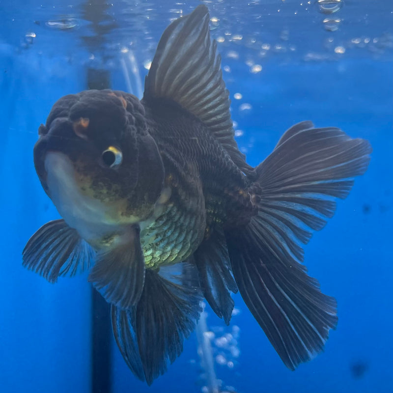 Thai Oranda Black Body Red Cap/Tri-Color 2.5” Body Male(CK-1296)R3B19