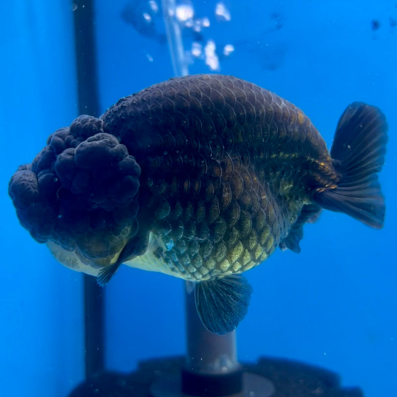 Thai Ranchu SPECIAL COLOR Apache 3.5” Body Female(CK-1115)R1A04