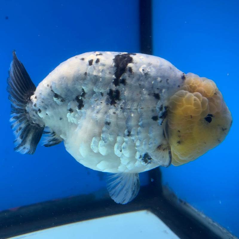 Thai Ranchu Lemon Head White Tiger 4” Body Male(BIN-CK-1038)R1BLUETUB2
