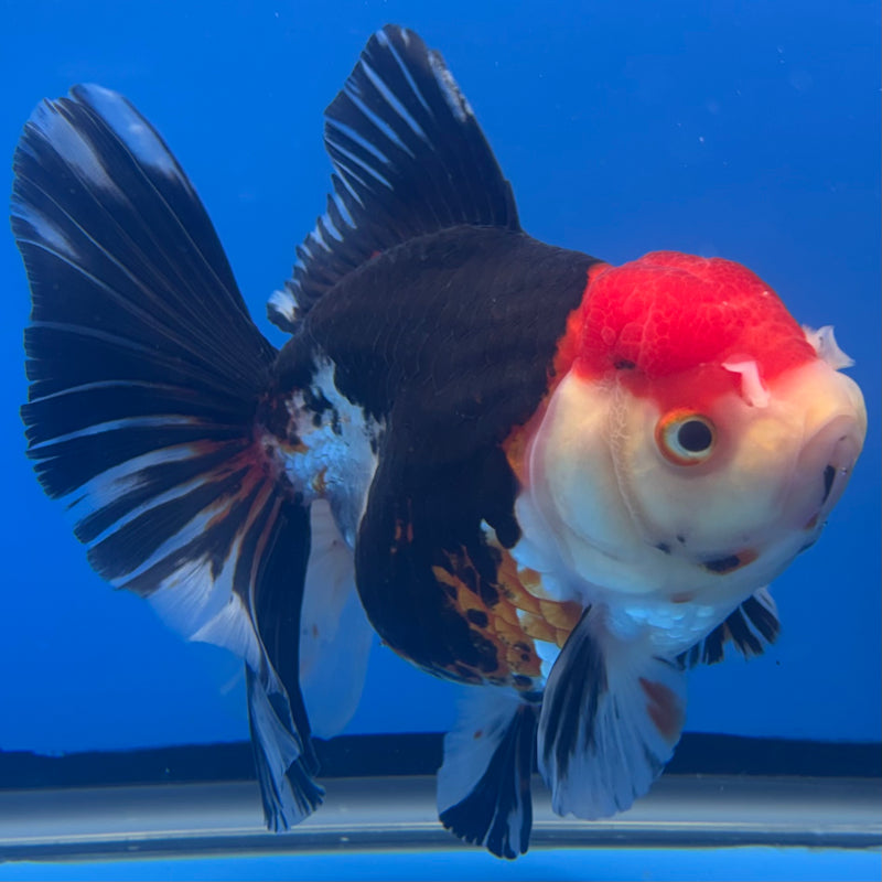 Thai Oranda JUMBO Tri-Color 4” Body Female(QGF-CK-1325)BLUETUB1