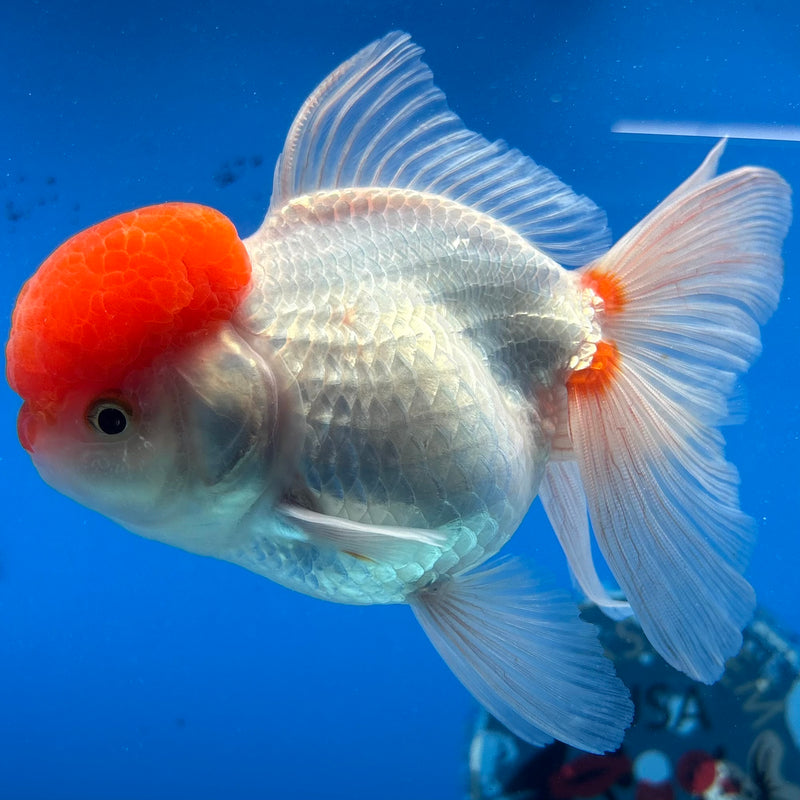 Thai Oranda White Body Red Cap 3.5" Female(CK-1542)R2B13