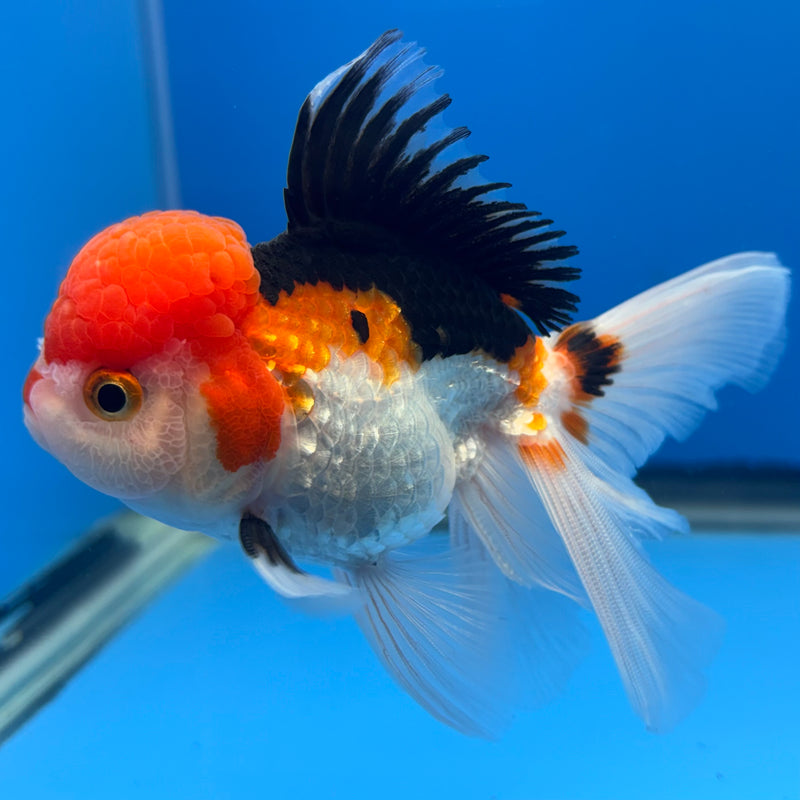 Thai Oranda Tri-Color Apache 2.5” Body Female(CK-676)R1B10