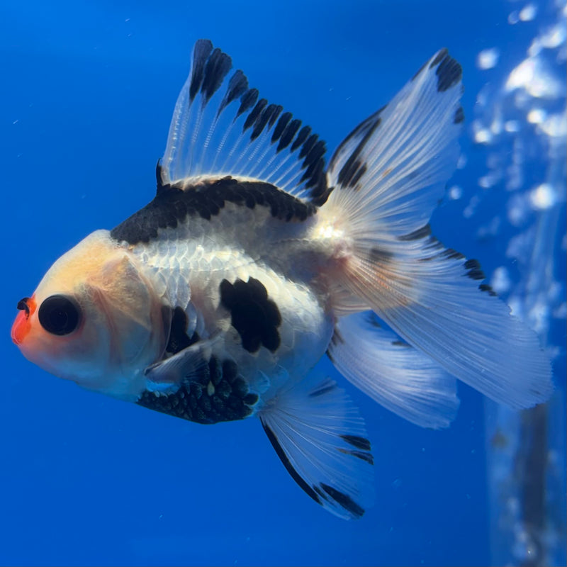 Thai Oranda Panda 2.5” Body Male(CK-1245)R3B09