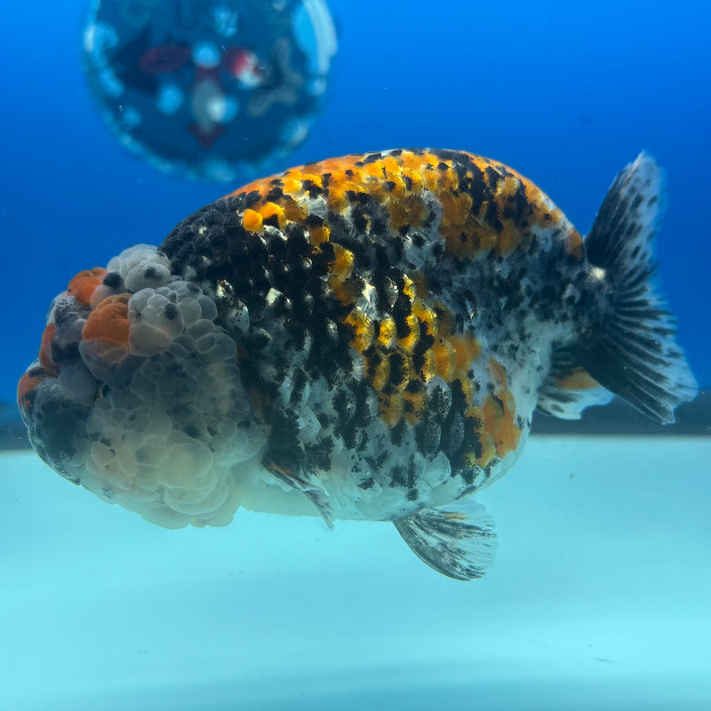 Thai Ranchu JUMBO Calico 4.5” Body Female(BIN-CK-1047)SHOWTANK2