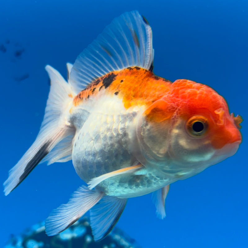 Thai Oranda Tri-Color 2.5” Body Female(CK-1288)R3B02