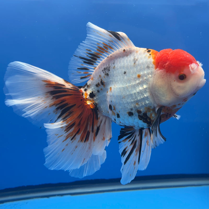 Thai Oranda JUMBO Tri-Color 4.5” Body Male(QGF-CK-1326)BLUETUB1