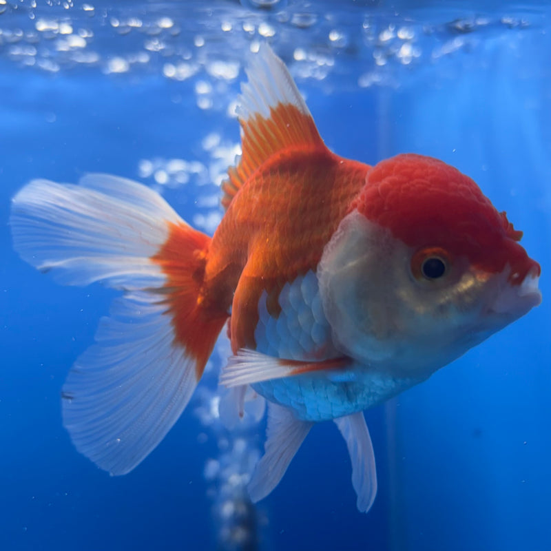 Thai Oranda Red/White 2.5” Body Male(CK-1262)R3B11