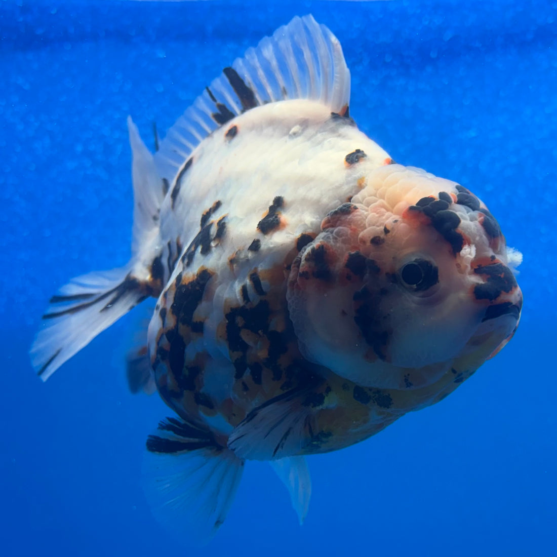Thai Oranda Tri-Color Tiger 4" Female(NKT-CK-1571)BLUETUB-B