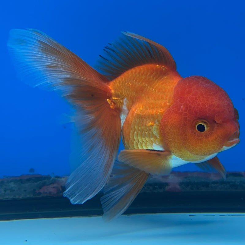 Thai Oranda Tri-Color 2.5” Body Male(CK-990)R3B07