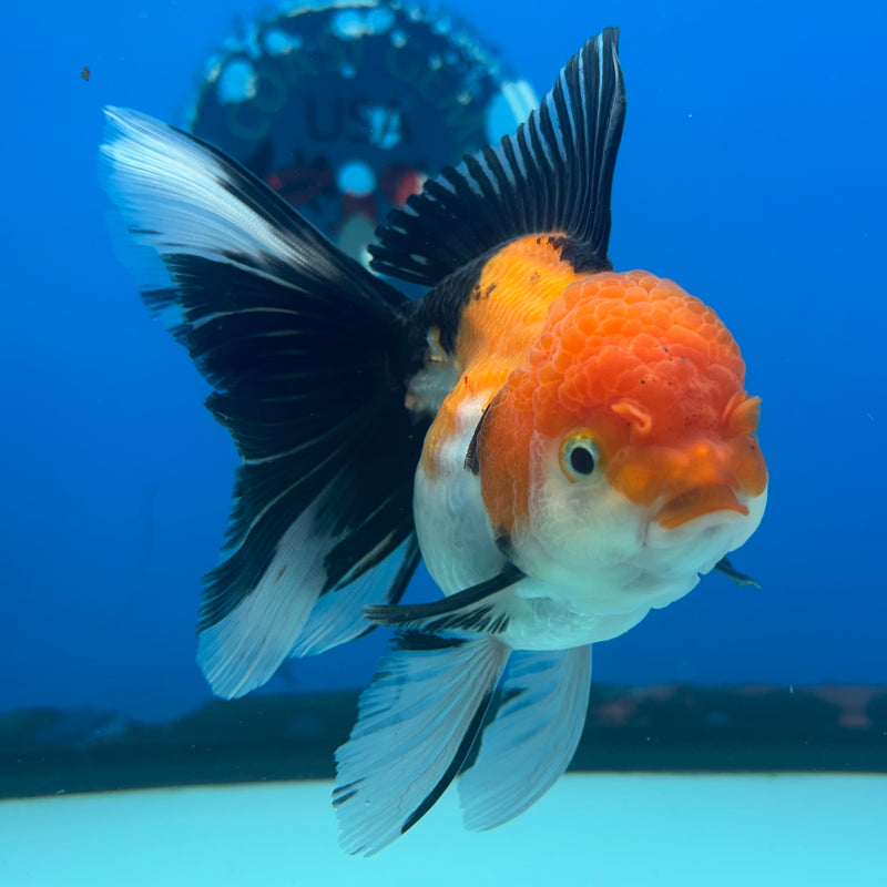Thai Oranda Apache 3.5” Body Female(CK-916)R1BLUETUB4
