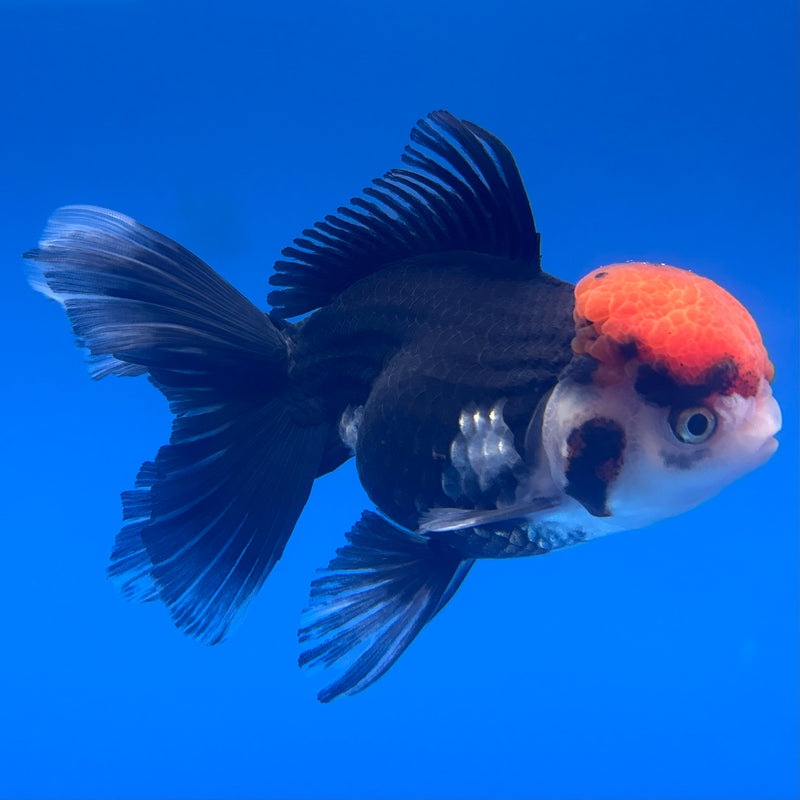 Thai Oranda Tri-Color 3” Body Female(CK-790)R1A10