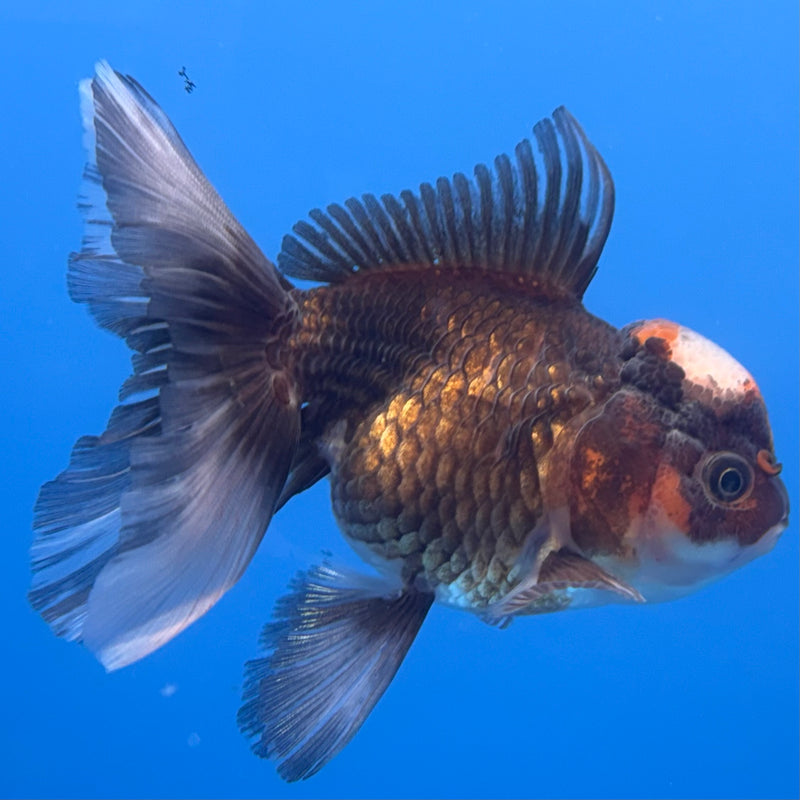 Thai Oranda Tri-Color 3” Body Female(CK-682)R1A09