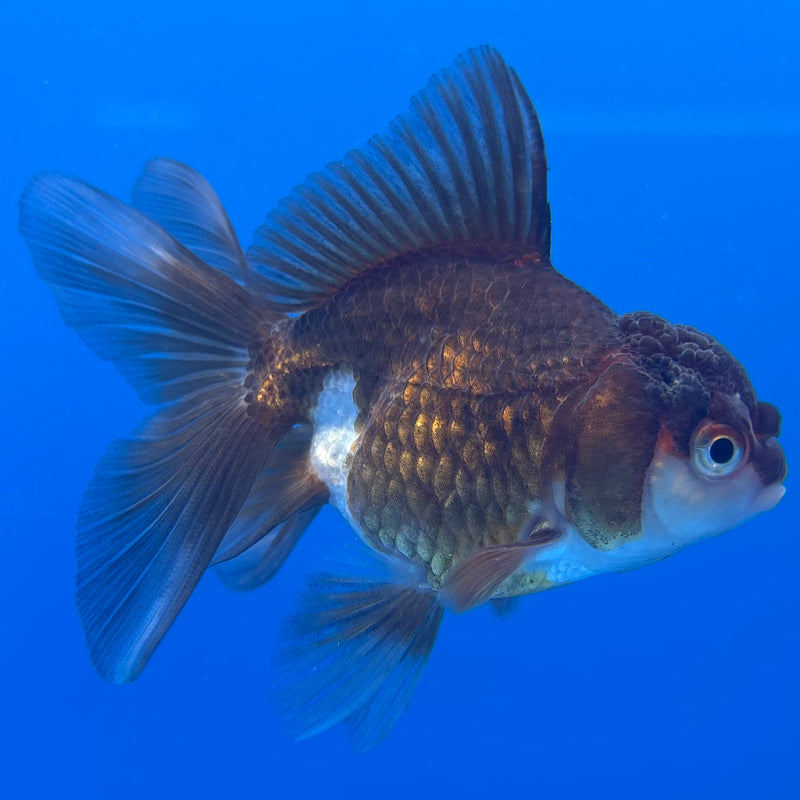 Thai Oranda Panda 2.5” Body Female(CK-996)R3B20