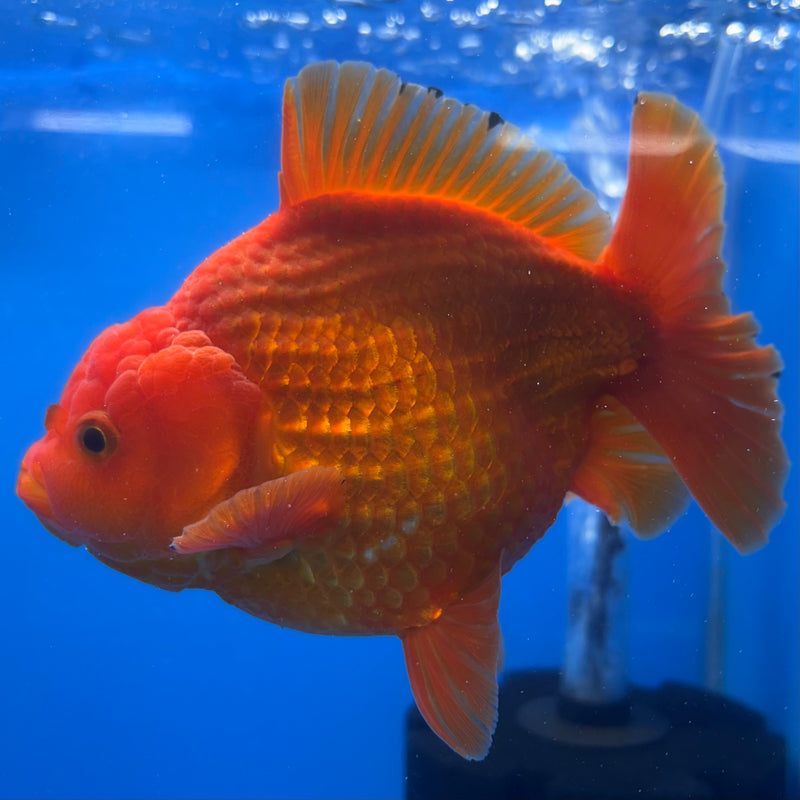 Thai Oranda Full Red 4” Body Male(CK-1442)BLUETUB2