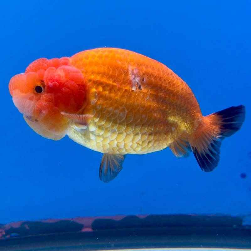 Thai Ranchu Full Red 3.5” Body Male(CK-1125)R1B05