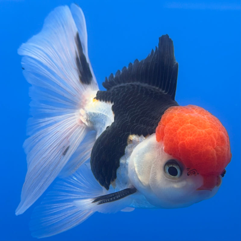Thai Oranda Tri-Color 3” Body Male(CK-723)R1A01