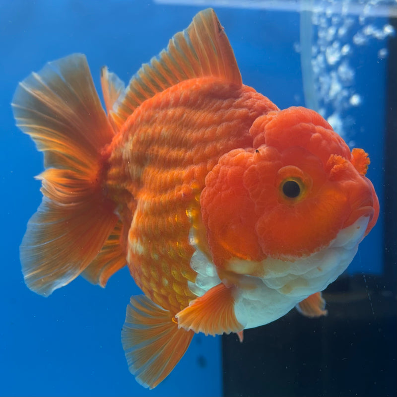 Thai Oranda JUMBO Red/White 4” Body Male(CK-1471)R2B14