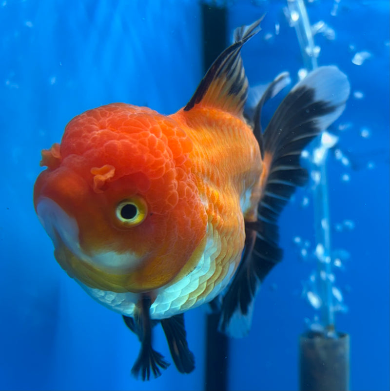 Thai Oranda Apache 3.5” Body Female(CK-908)R1BLUETUB4