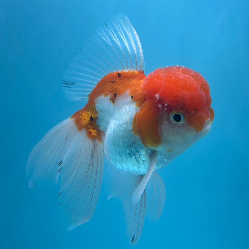 Live Premium Fancy Goldfish Thai Oranda Red & White Body Male 3.5” Body (JC-005) R1A06
