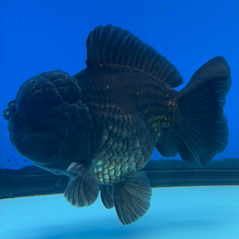 Thai Oranda Full Black 3.5” Body Male(CK-1495)R2B21