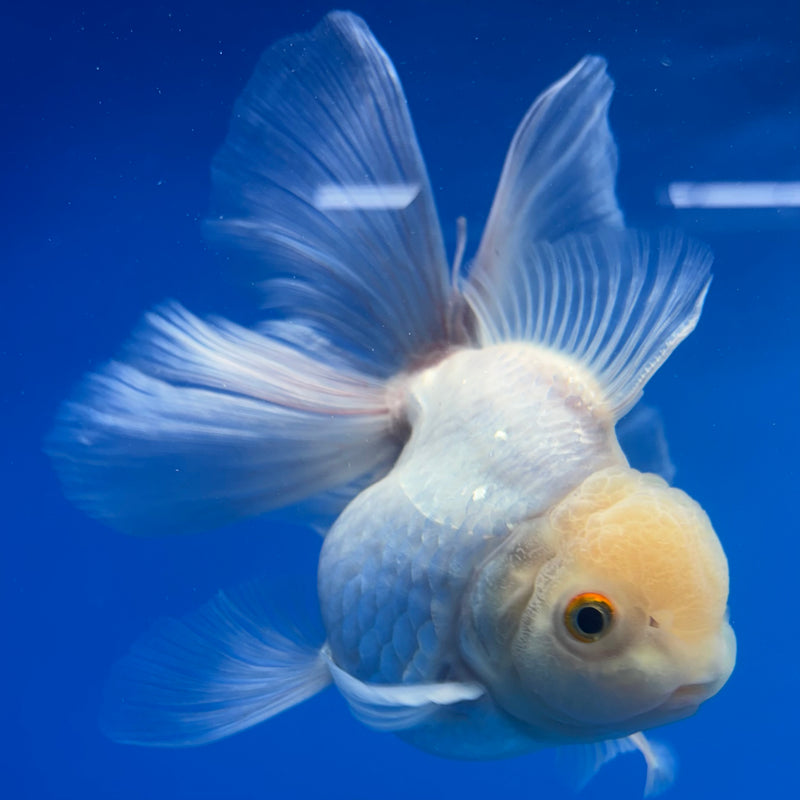 Thai Oranda All White 4” Body Female(CK-809)R1A01