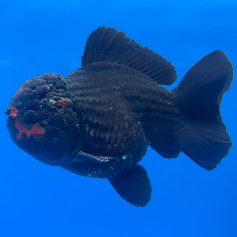 Thai Oranda JUMBO Black Body Red Cap 4” Body Male(QGF-CK-1340)BLUETUB1