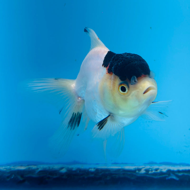 (KP-019) Panda Fancy Oranda Juvenile 2'' R4B07