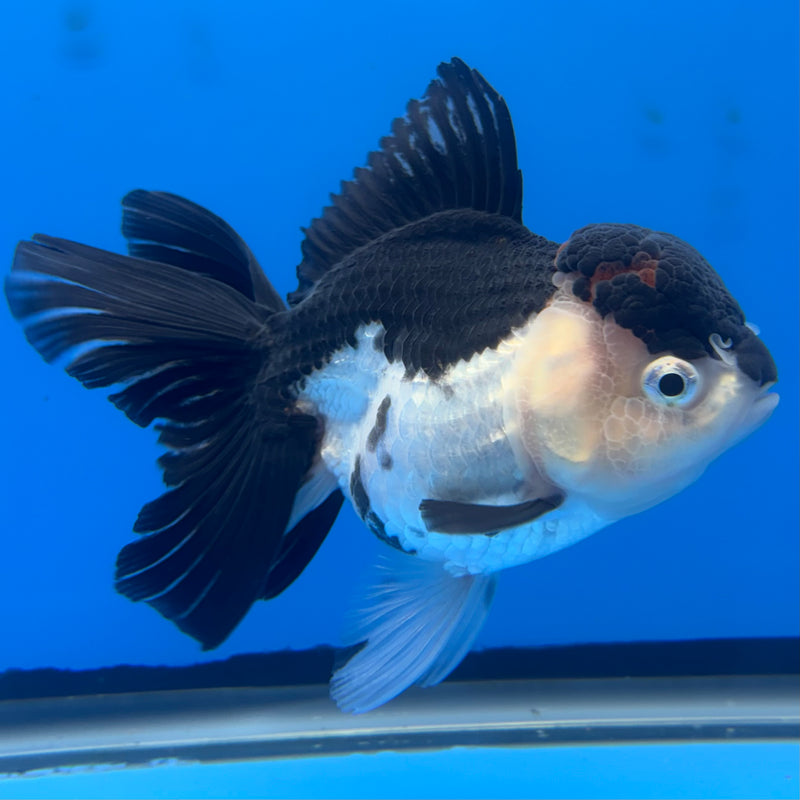 Thai Oranda Panda 3.5” Body Female(CK-680)R1B10