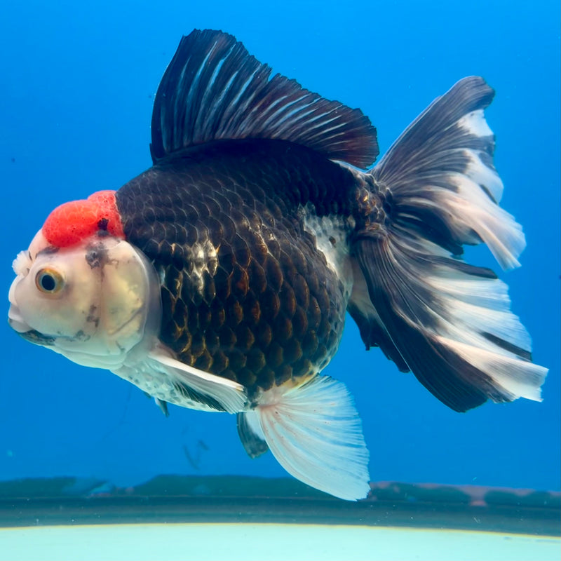 Thai Oranda AA Quality Tri-Color Orchid Tail 5” Body Male(CK-1105)SHOWTANK2