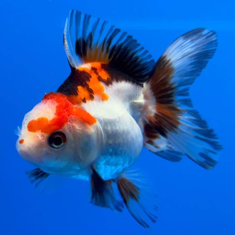 Thai Oranda Tri-Color/Apache 2” Body Male(CK-737)R3B21
