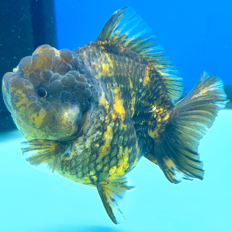 Thai Oranda Calico Tiger 3” Body Female(QGF-CK-1095)SHOWTANK