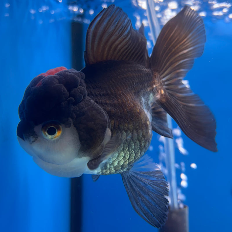 Thai Oranda Tri-Color 3” Body Female(CK-1138)R3A14