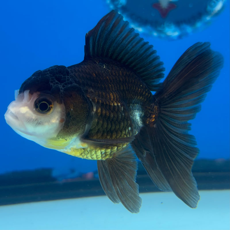 Thai Oranda Panda 2.5" Male (CK-1525)R3B13