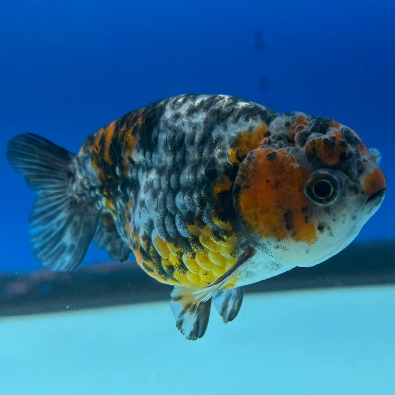 Thai Ranchu Calico 3” Body Female(CK-1392)R1A09