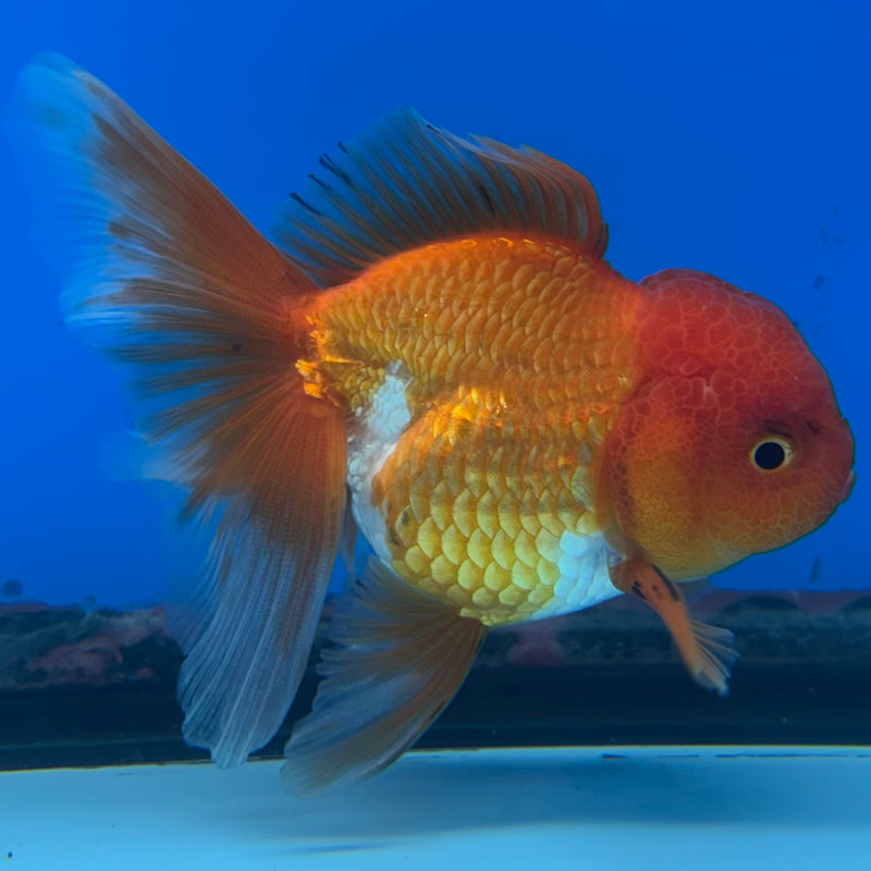 Thai Oranda Tri-Color 2.5” Body Male(CK-990)R3B07