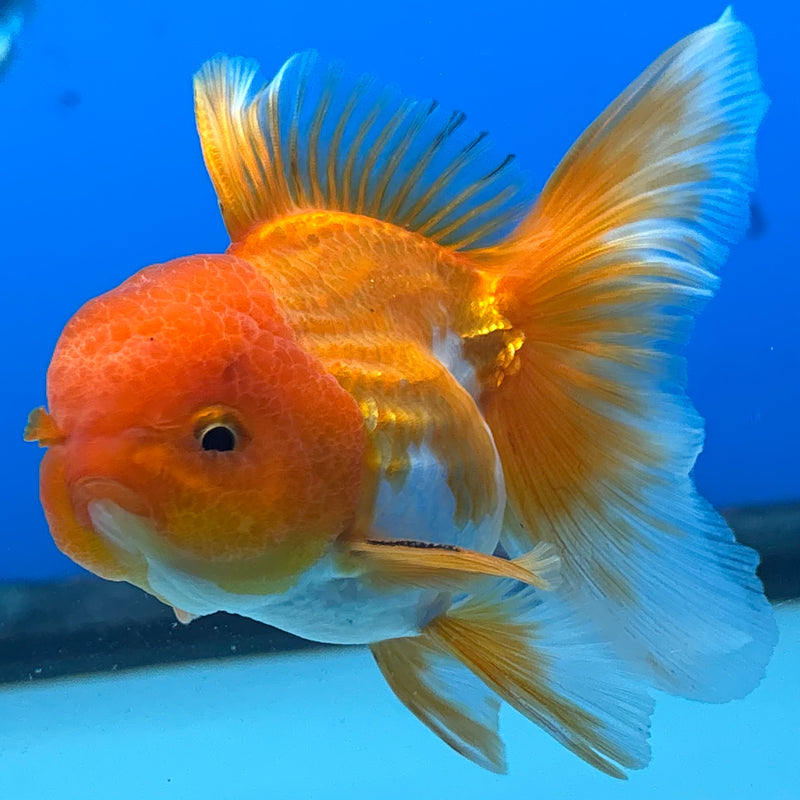 Thai Oranda Tri-Color 2.5” Body Male(CK-990)R3B07