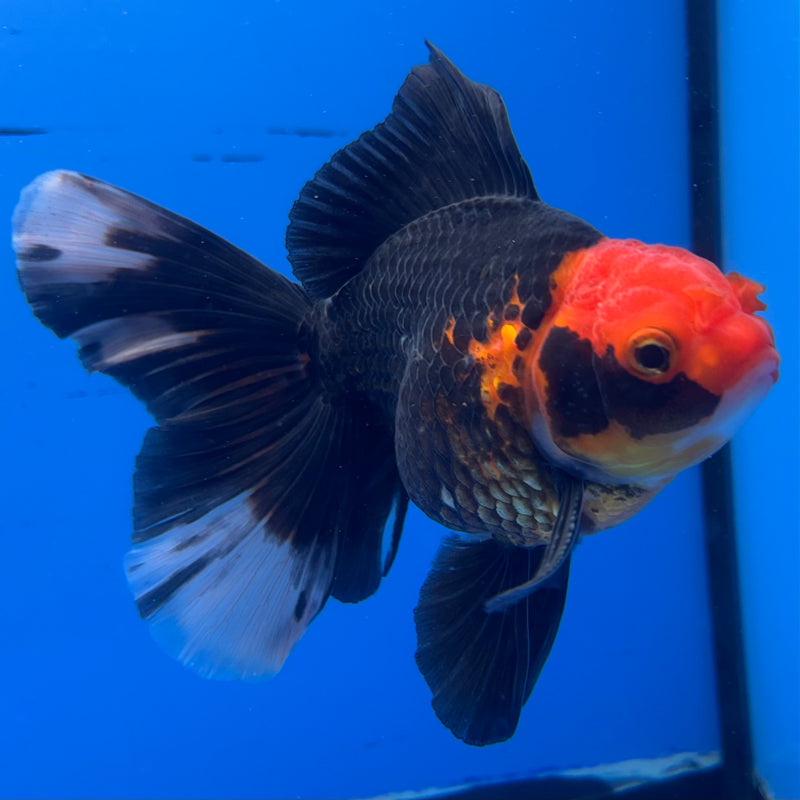 Thai Oranda Apache 3” Body Male(CK-952)R3B17