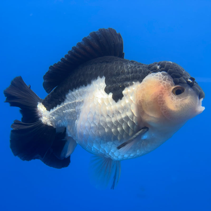 Thai Premium Oranda Yuanbao Panda 4” Body Male(CK-773)R1BlueTub4