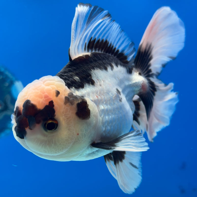 Thai Oranda Panda 3.5” Body Male(CK-1397)SHOWTANK2 (Copy)