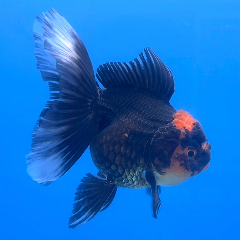 Thai Oranda Black Body Red Cap 3” Body Female(CK-657)R1A12