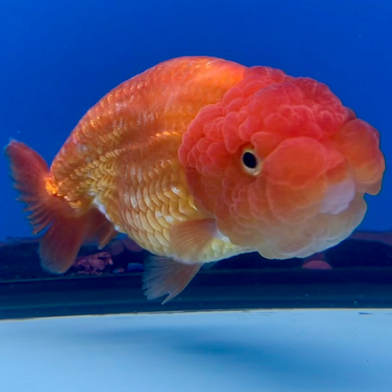 Thai Ranchu Full Red 3.5” Body Female(CK-1128)R1B05