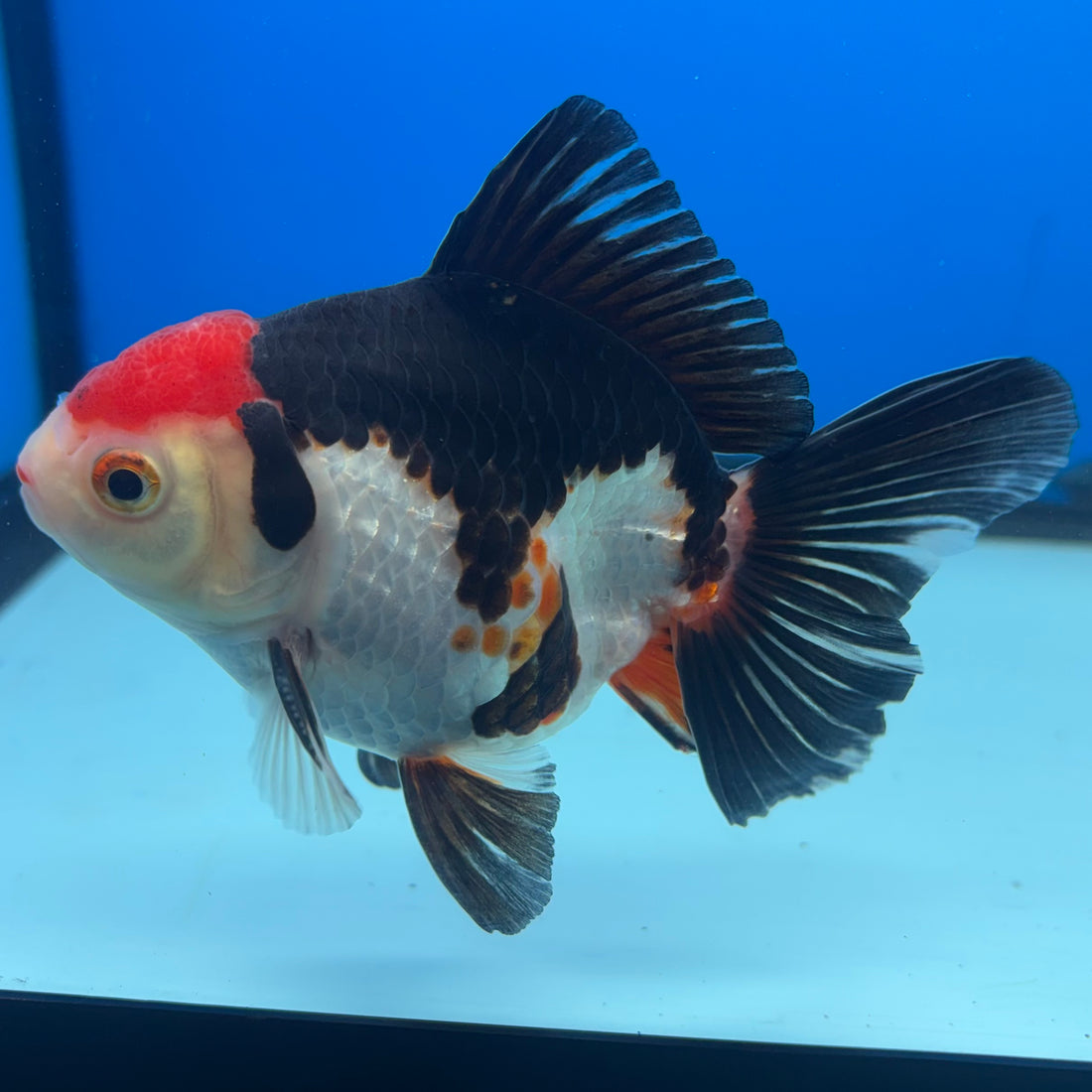 Thai Oranda Tri-Color 3” Male(CK-1621)R1A02