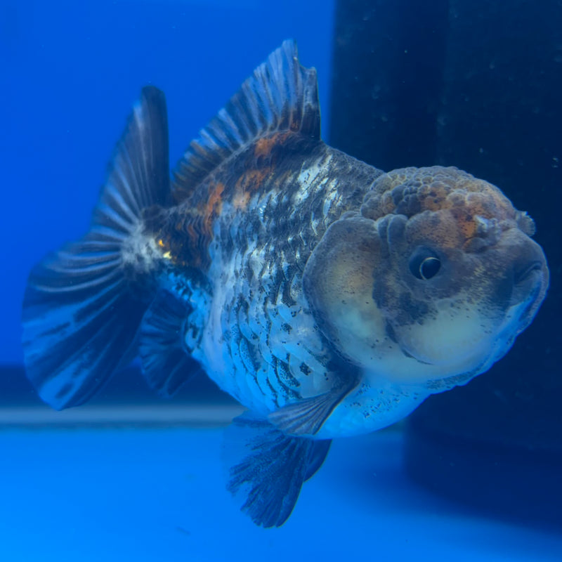 Thai Oranda SHOGUN 2.5” Body Male(CK-797)R1B04