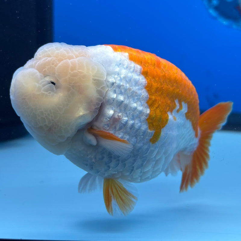 Thai Ranchu Red/White 4” Body Male(BIN-CK-1043)SHOWTANK2