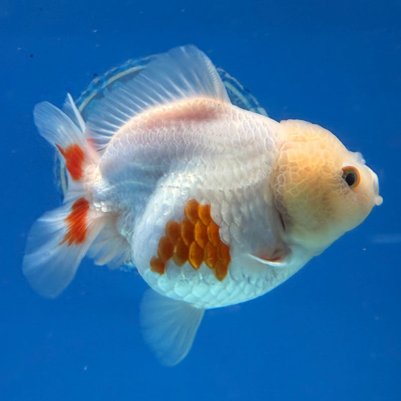 Chinese Oranda Yuanbao Lemonhead 3.5in Female (FEB-306)R2A06