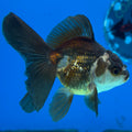 Thai Oranda Tri-Color 2.5” Male (CK-1558)R3A12