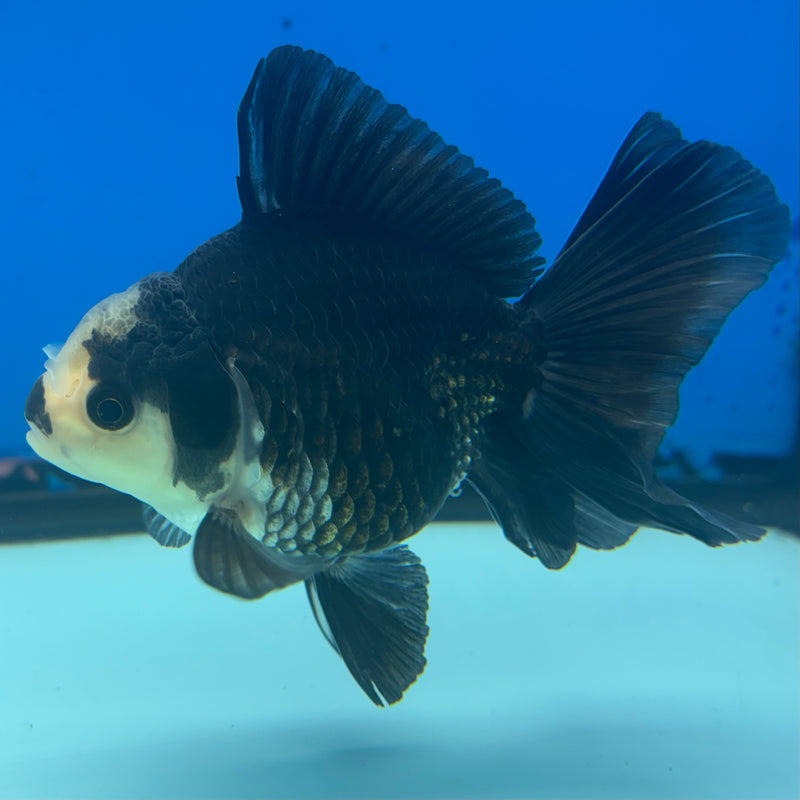 Thai Oranda Panda 3” Body Female(CK-842)R3B20