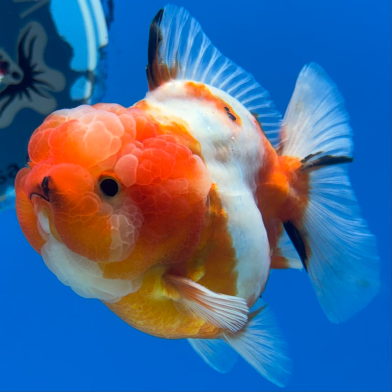 Thai Oranda Tri-Color Calico 3” Body Male(QGF-CK-1099)SHOWTANK